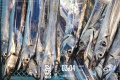 통영 수 은 호<<>>먼바다 갈치 조황입니다 오늘 2자리여유~자리 선택하세요 예약은 3361 4231 전화주세요~