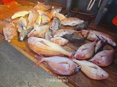 오늘의조황 - 8월 29일 참돔타이라바 졸업식!! - 영흥도 만수피싱 [구-만수배낚시-만수1호] 사진