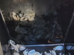 여수화이트폭스호 쭈꾸미 출조합니다  사진
