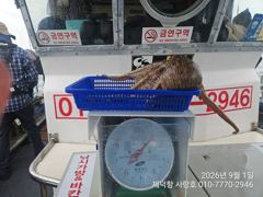 [진해] "여밭돌문어" 1300g1000g외 중치들과 초보조사님들 따따블…