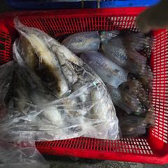 [제주] 9월1일 제주엔에스호 팁런 조황입니다