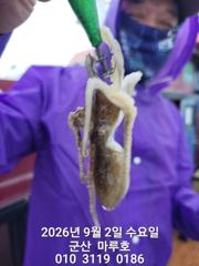 9월  2일  군산마루호  쭈꾸미 실시간 조항~★ 사진