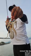 실시간 쭈꾸미 베리굿 사진