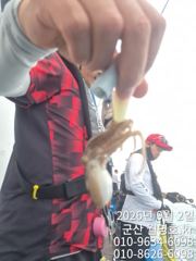 9/2일, 재미있고 맛있는 쭈꾸미낚시~오늘 잘 나오고 있어요~ ~실시간~오전/오후반 전문-오후1자리 있어요~~ 군산 월명호