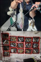 [마산] "해적" 내만 무늬 팁런 사이즈 마릿수 굿!! 예약가능 사진