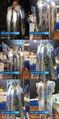 [통영] ＜＜통영 뉴명륜호 14인승＞＞ 大치들!!! 쿨러조황^^ (오늘 … 사진