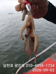 [사천] 3일쭈꾸미출조{평일,5만},3,4,5,6,자리텅텅예약받습니다