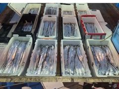 [통영] 통영스카이호...""먼바다 대갈치 전원 쿨러 조황""...대갈치…