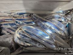 [여수,광양] 오늘밤 9월2일 내만갈치 출동합니다