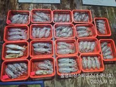 무늬/팁런,, 내만권(가조도) 무늬오징어 ~~ 사진