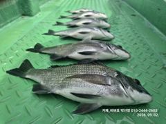 [거제 비버호] 내만 감성돔 조황(예약가능)