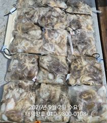 9월 02일 쭈꾸미 마무리 조황 입니다. 사진