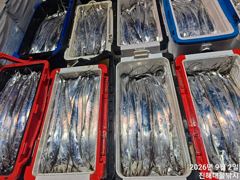 우와~2일새벽,내만칼치 3지급 올해최고 역대급 전원퍼담고 초초대박~목,금욜예약가능 사진
