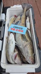 26.9.2일 대구라바 조황 입니다  사진