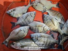 [통영] 유촌 형만레저 선외기 흘림 감성돔 마리수조황입니다 사진