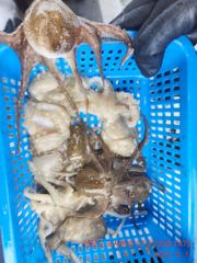 쭈꾸미. 잡으로. 오세요  사진