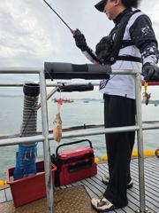 9월 2일 뉴시아호 주꾸미 조황