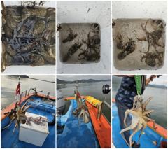 목화피싱 9/02일 쭈꾸미낚시 현재시간 오전8시경 조황 [9/04일 쭈꾸미낚시 출조합니다. 사진