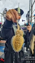 메가호9월2일쭈꾸미조황