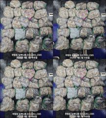 9월2일 쭈꾸미 300여수 망태기 조황입니다~!!