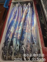 9월 2일 제주포세이돈호 갈치조황 입니다 