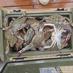 백/쭈/갑조황 - 8월30일 홍원항 백두산호 꽃게 조황입니다.. - 홍원항 백두산호,배낚시,바다낚시 사진