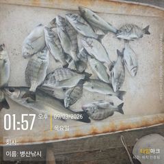 26분전 [해남,진도] 진도제이제이 9월2일 진도권 갈치 조황입니다