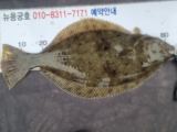 9월2일 뉴용궁호 (10분출조)쭈갑 조황입니다 사진