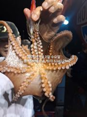 9월2일 14명 조사님들과 군산  홈런호 야간 문어 마무리 조황…