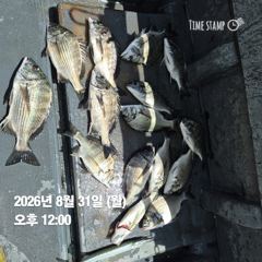 [마산] 돔앤돔호 31일 한분조황 입니다.마릿수