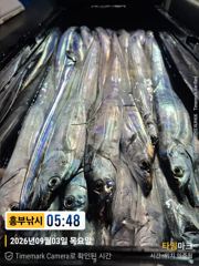 (南)남해조황 - 또 대박 초대박 갈치터지자 바람터져