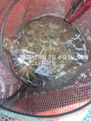 9/2일, 군산 쭈꾸미~재미있는 쭈꾸미낚시~갑돌이는 보너스~내일도 갑니다~군산 나드리호