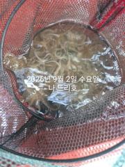 9/2일, 군산 쭈꾸미~재미있는 쭈꾸미낚시~갑돌이는 보너스~내일도 갑니다~군산 나드리호