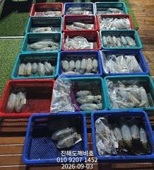 팁런무늬오징어 2일 수요일 출조조황입니다 오늘예약가능합니다