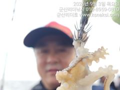 ⭐9/3 군산리더호 쭈꾸미실시간 시작~8일부터 여유자리⭐