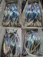 (南)남해조황 - 통영VIP만물호 먼바다왕갈치 쿨러조황! (쭉 예약중)!