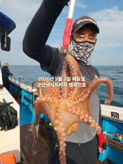 9/3일, 군산 문어~부쩍커진 문어들~~실시간~내일도 갑니다~~군산 챔피언호 사진