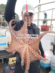 9/3일, 군산 문어~부쩍커진 문어들~~실시간~내일도 갑니다~~군산 챔피언호 사진