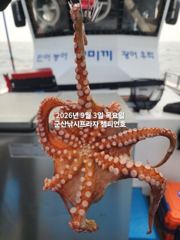 9/3일, 군산 문어~부쩍커진 문어들~~실시간~내일도 갑니다~~… 사진