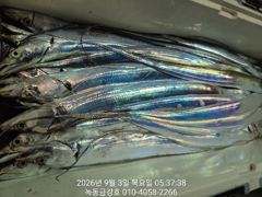 [고흥,녹동] 녹동금강호16석갈치조항.예약순자리지정예약제.담주기상으면소수인원이… 사진