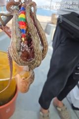 [사천] 돌문어 내일오전10시출조확정 자리여유