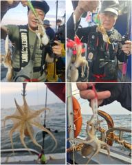출조안내 - 주말 (토,일요일) 돌문어 출조합니다 사진