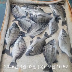 선상감성돔 개인출조객 모집합니다. 사진
