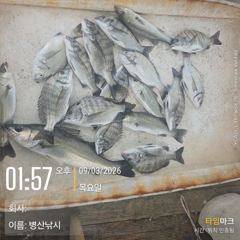 병산  감성돔 마리수 농어 5짜 숭어 마리수 선외기 흘림조황~ 사진