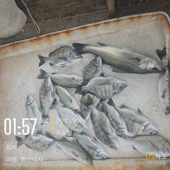 [고성] 병산 감성돔마리수 농어5짜 숭어외 선외기 흘림조황~~ 사진