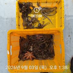 [사천] 문어 장원 19마리 씨알이! 사진