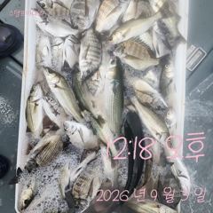 [고성] 3일 감성돔 흘림 조황입니다. 사진
