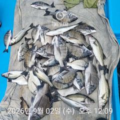 10분전 [군산] 9/3일 군산아리랑호 쭈구미 조황입니다