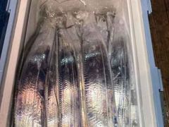 [내만갈치] 씨알 마릿수좋아지고~!! 금요일 / 토요일 예약가능합니다^ㅡ^