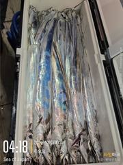 (南)남해조황 - 터졌다..드디어 통영에 갈치들이 터졌다..줄줄이 올라오는 은갈치.. 빙장까지하는 상태..만쿨조황